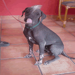 Mexican Hairless with black and white patch skin