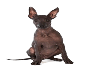 Mexican Hairless