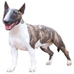 Miniature Bull Terrier with white black and brown fur coat