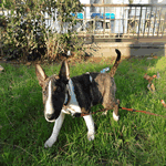 Miniature Bull Terrier with white and brown fur coat