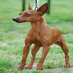 Miniature Pinscher with chocolate colour fur coat