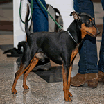 Miniature Pinscher black with tan markings