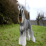 Miniature Schnauzer with white lower legs and pepper and salt fur coat