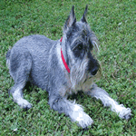 Miniature Schnauzer puppy laid down in the garden