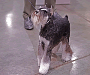 Miniature Schnauzer