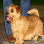 Norfolk Terrier with wheaten fur coat