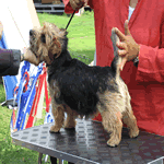 Norfolk Terrier with black and tan fur coat