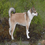 Norwegian Lundehund with reddish-brown fur coat