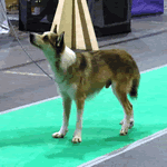 Norwegian Lundehund with brown black and white fur coat