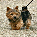 Norwich Terrier with black and tan fur coat