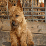 Norwich Terrier with wheaten fur coat