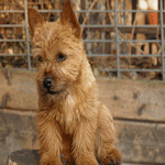 Norwich-Terrier-3