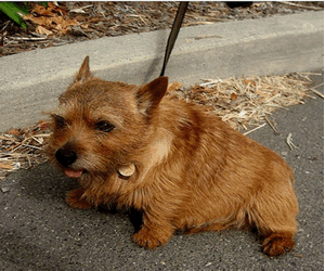 Norwich Terrier