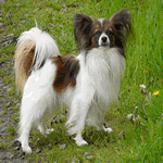 Papillon with white fur with dark brown patches