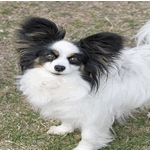 Papillon with white fur and all black ears