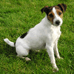 Parson Russell Terrier rough with white and tan fur coat
