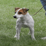 Parson Russell Terrier smooth with white and tan fur coat