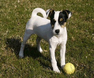 Parson Russell Terrier