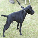 Patterdale Terrier with all black fur coat