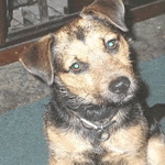 Patterdale Terrier with black and tan fur coat