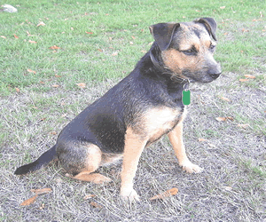 Patterdale Terrier