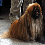 Pekingese with long dark brown and black fur coat