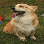 Pembroke Welsh Corgi with red and fawn fur coat