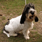 Petit Basset Griffon Vendeen with white and lemon fur coat