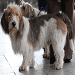 Petit Basset Griffon Vendeen with tricolour fur coat black, white and brown