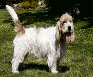 Petit Basset Griffon Vendeen