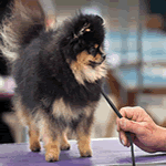 Pomeranian with black and tan fur coat