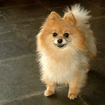 Pomeranian with white and tan fur coat
