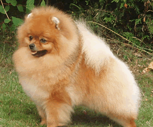 Pomeranian