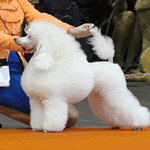 Toy Poodle with white fur coat