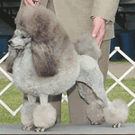 Miniature Poodle with grey fur coat