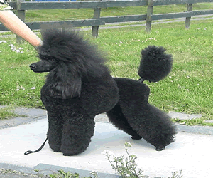 Poodle (Miniature & Toy)