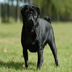 Pug with all black fur