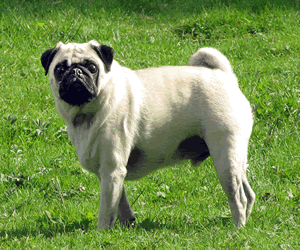 Pug