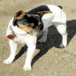 Rat Terrier with tan, white and black fur coat