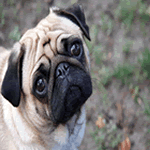 Pug with cream fur black face and ears