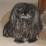 Puli with grey fur coat