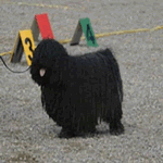 Puli with black fur coat