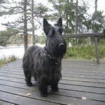 Scottish Terrier with black fur coat