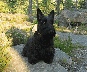 Scottish Terrier