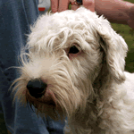 Sealyham Terrier with white and lemon fur coat