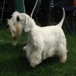 Sealyham Terrier with all white fur coat