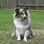 Shetland Sheepdog with blue merle fur coat