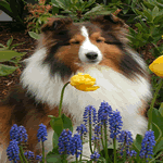 Shetland Sheepdog with tricolour fur coat