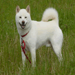 Shiba Inu with white fur coat