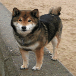 Shiba Inu with black and tan fur coat